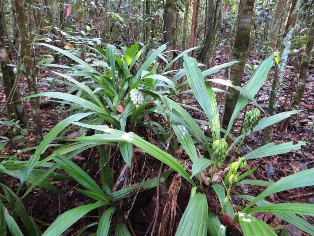 Calanthe hololeuca habit