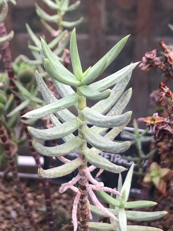 Crassula tetragona leaf
