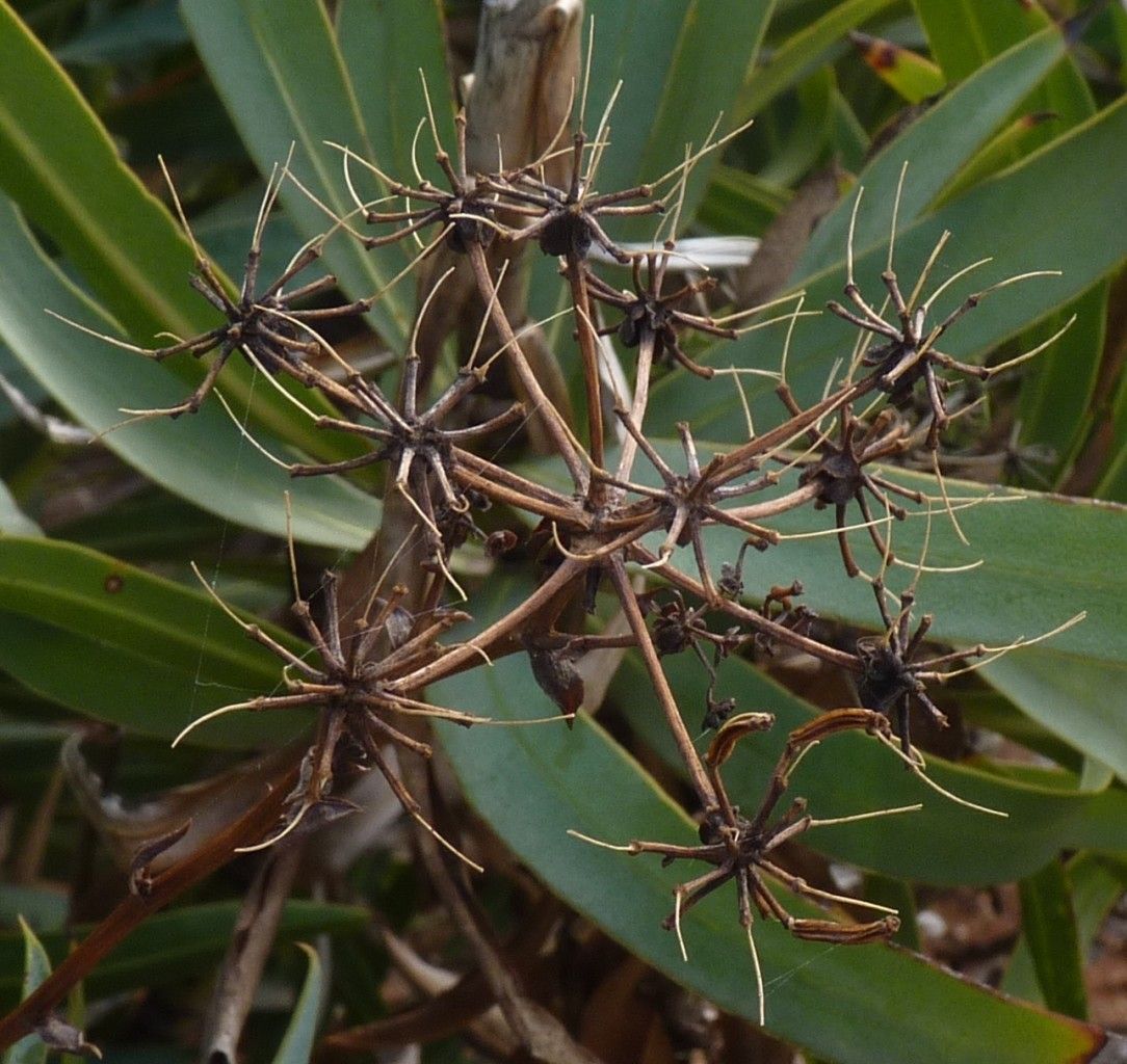 Bupleurum gibraltarium fruit