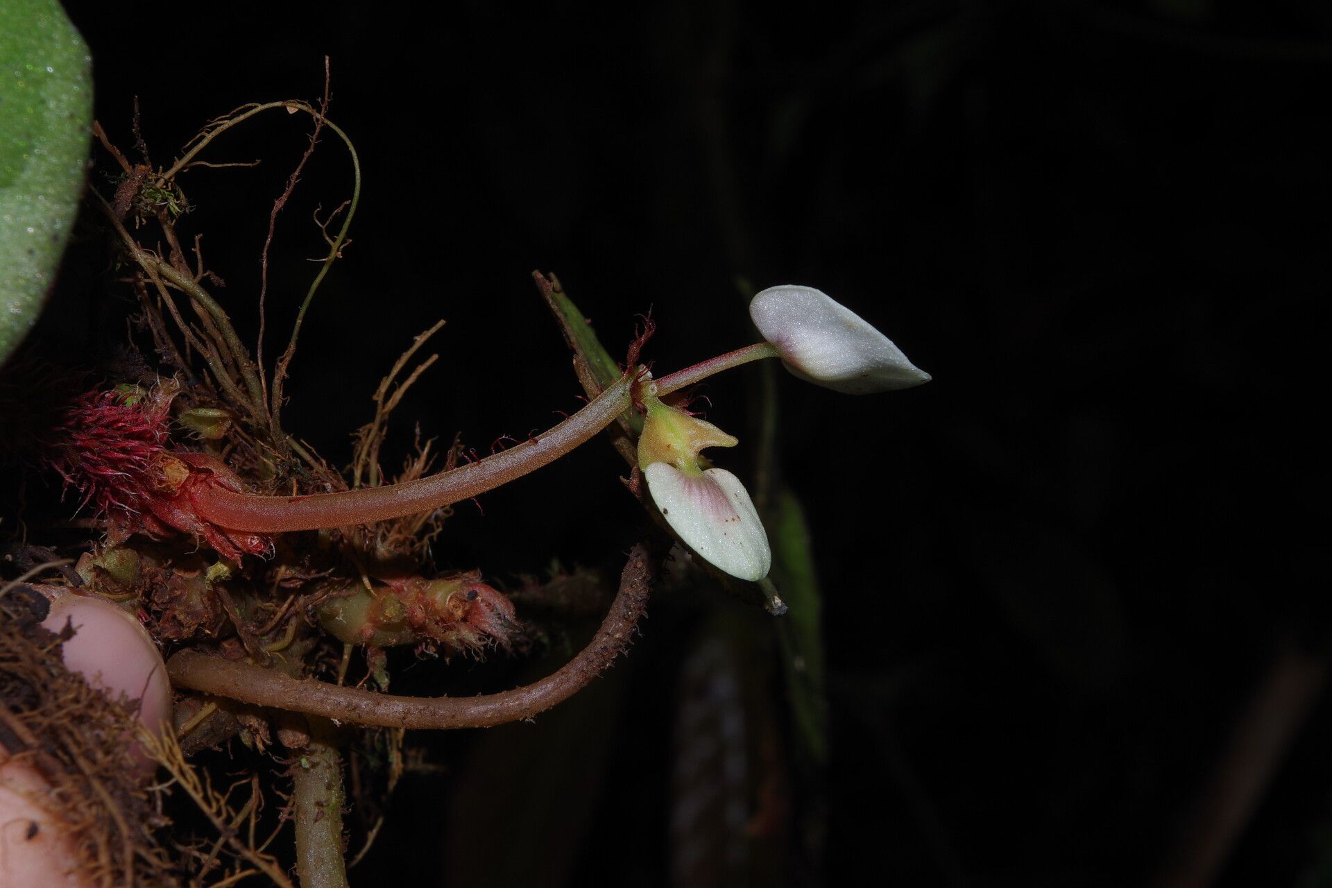 Begonia hirsutula flower