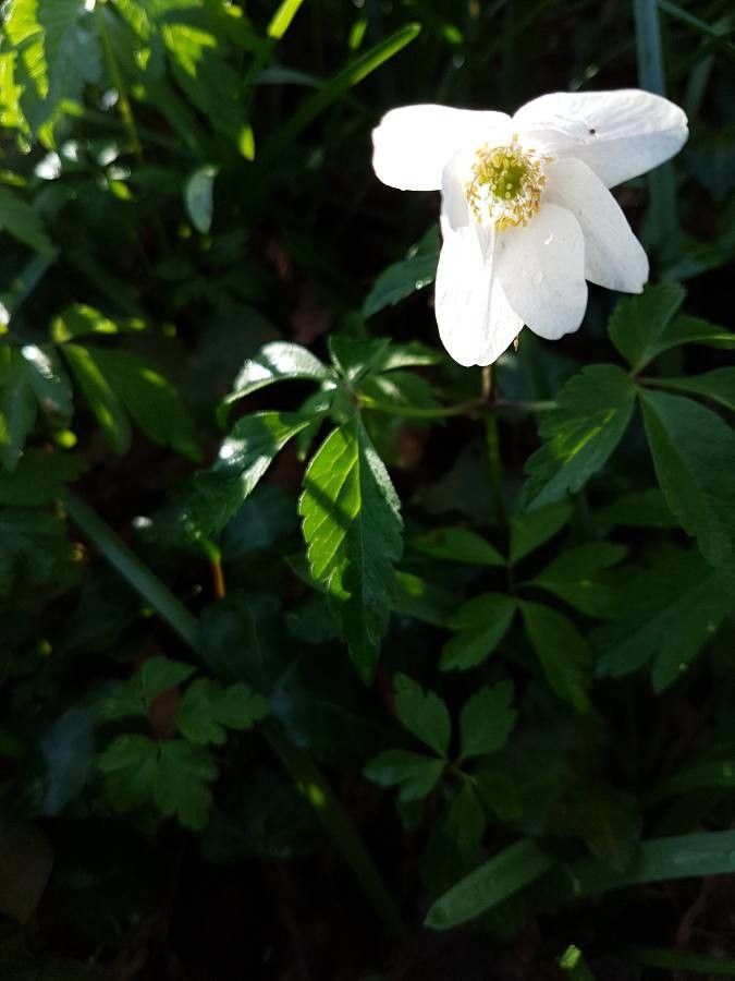 Anemone nemorosa fruit