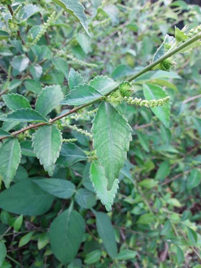 Acalypha siamensis fruit