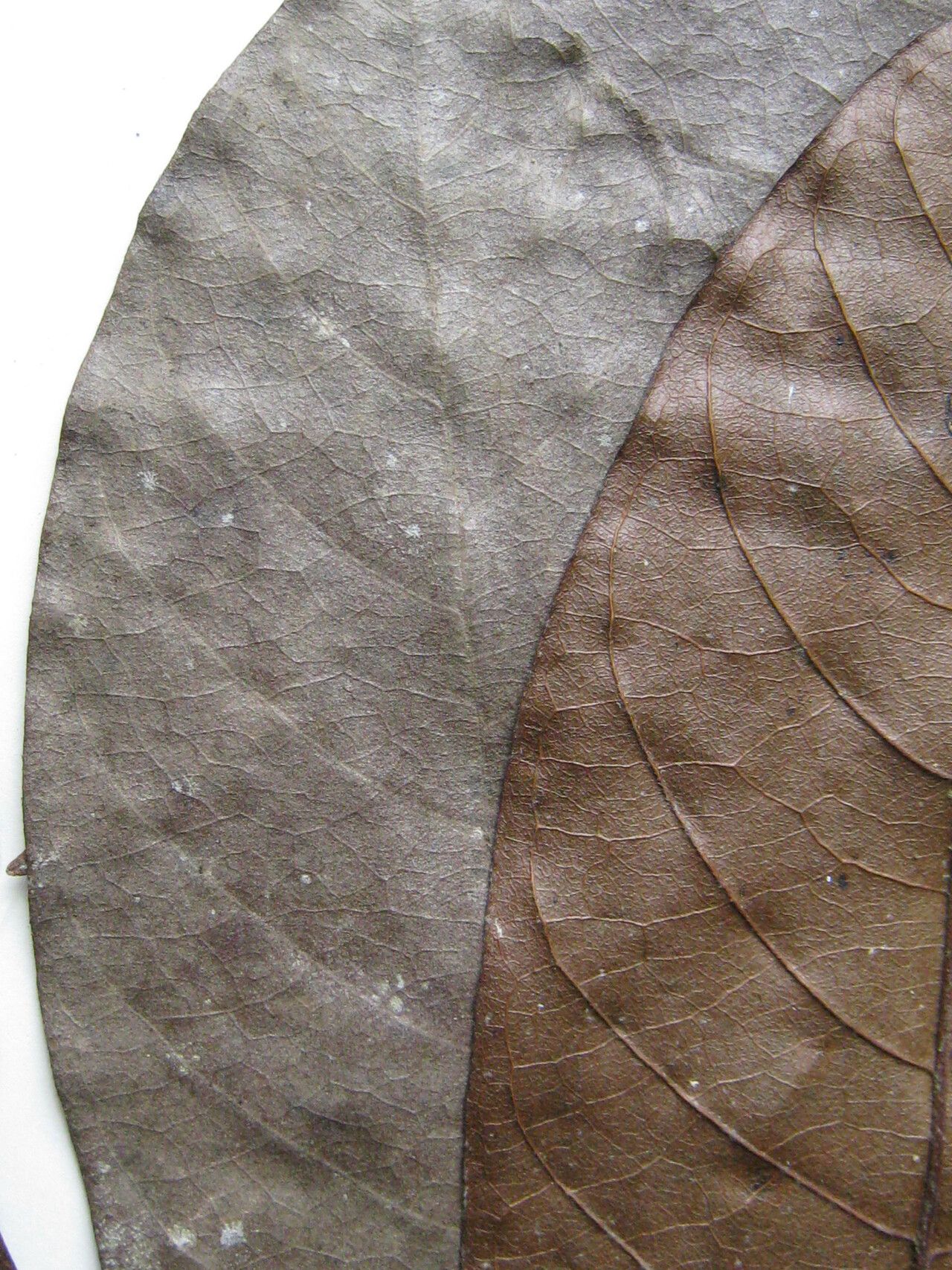 Guatteria punctata other