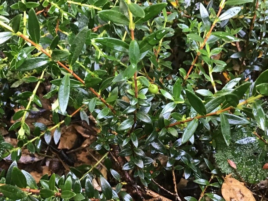 Ugni myricoides — search result for 'Guyana'