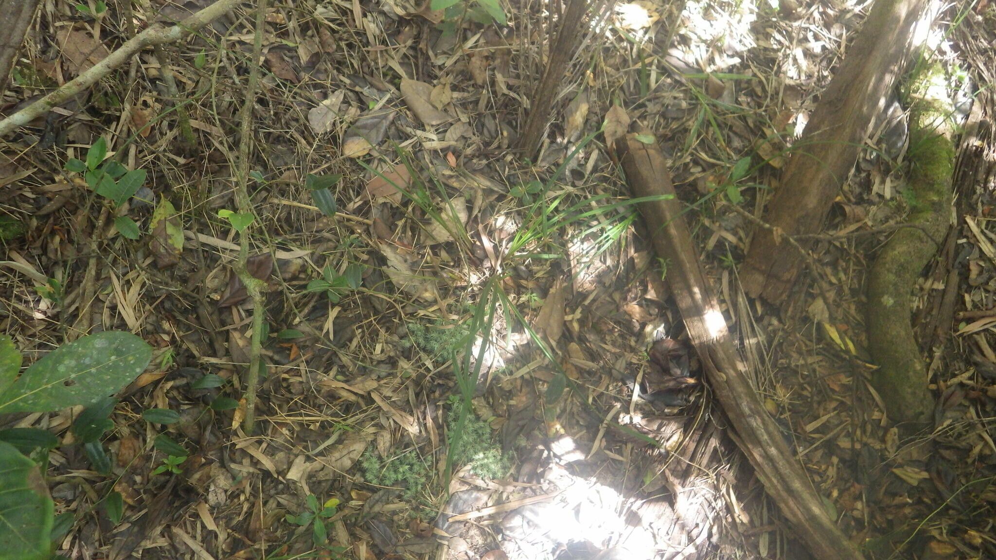 Cyperus longifolius habit