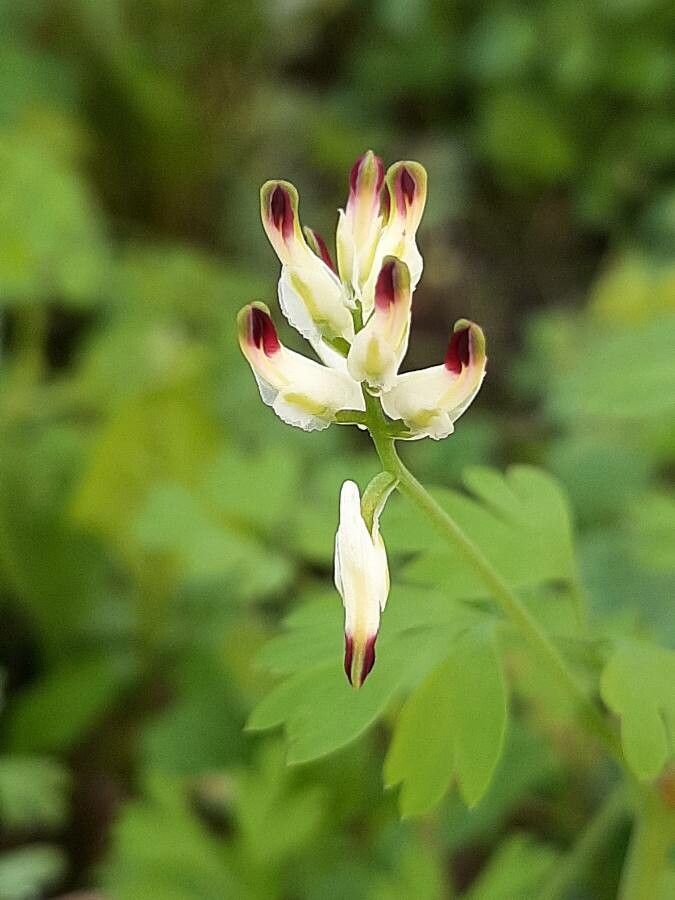 Fumaria capreolata flower