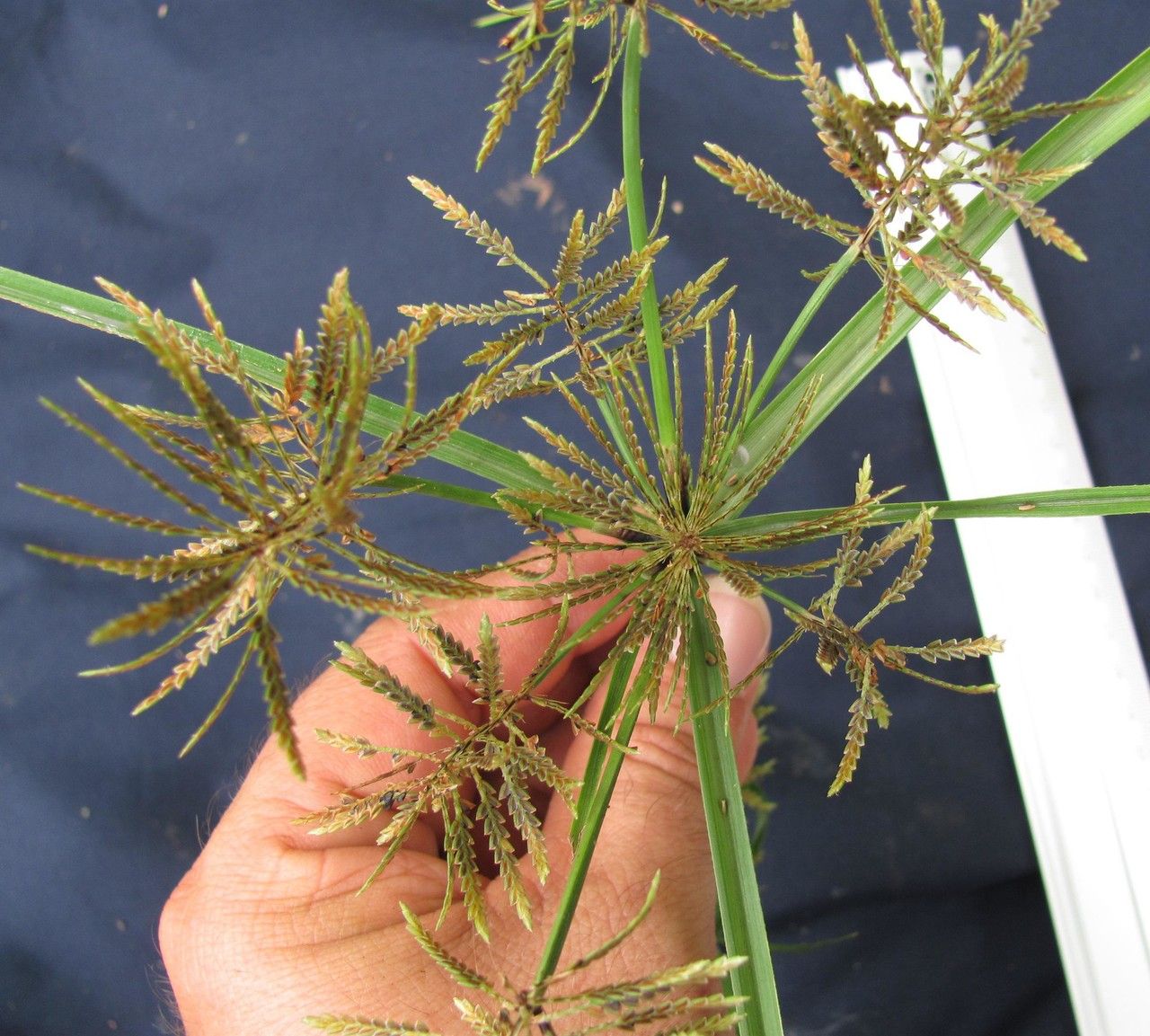 Cyperus flavicomus other