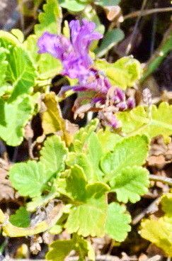 Lavandula rotundifolia flower