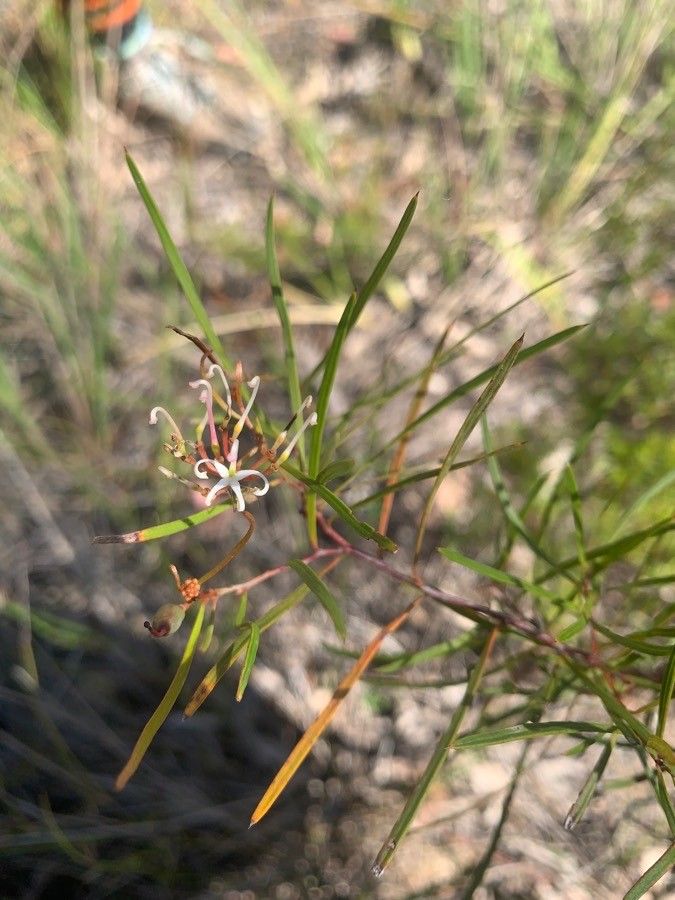 Grevillea parviflora — search result for 'Grevillea'