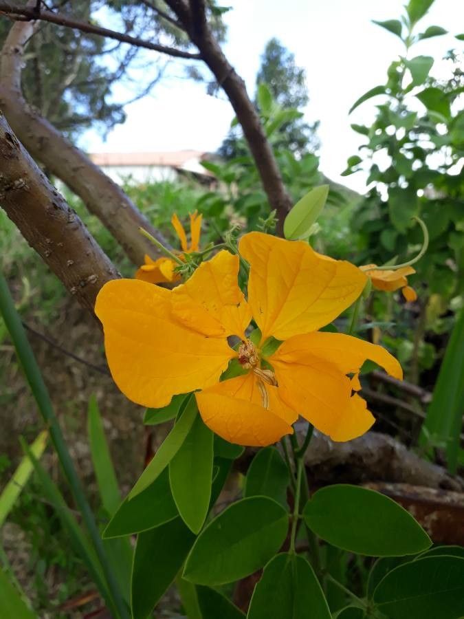 Aeschynomene compacta — houseplant care guide