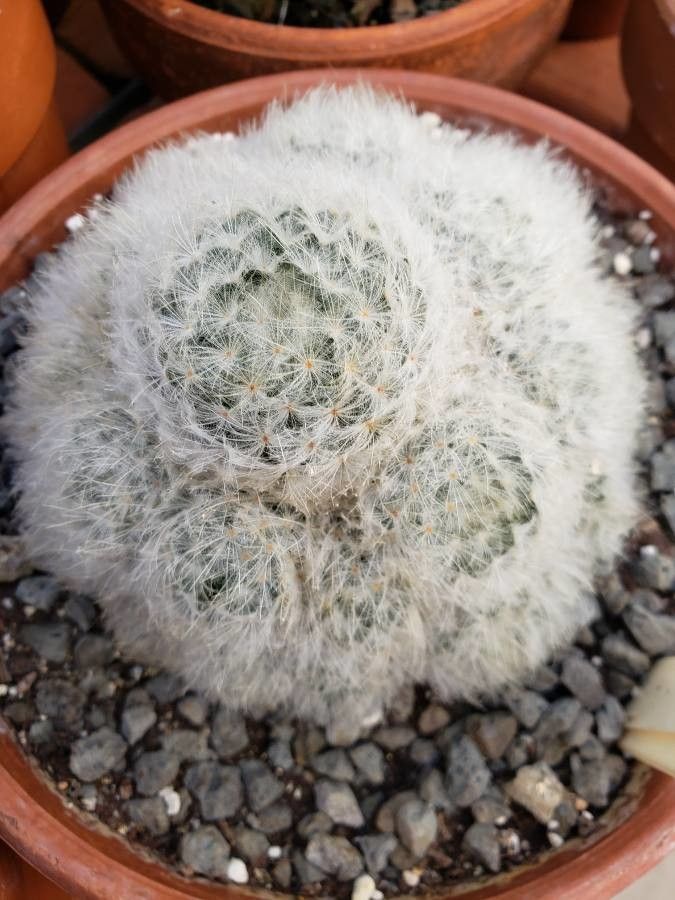 Mammillaria plumosa