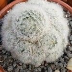 Mammillaria plumosa