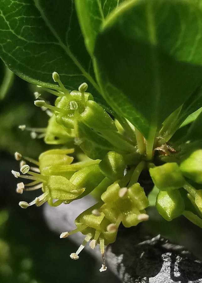 Acer monspessulanum flower