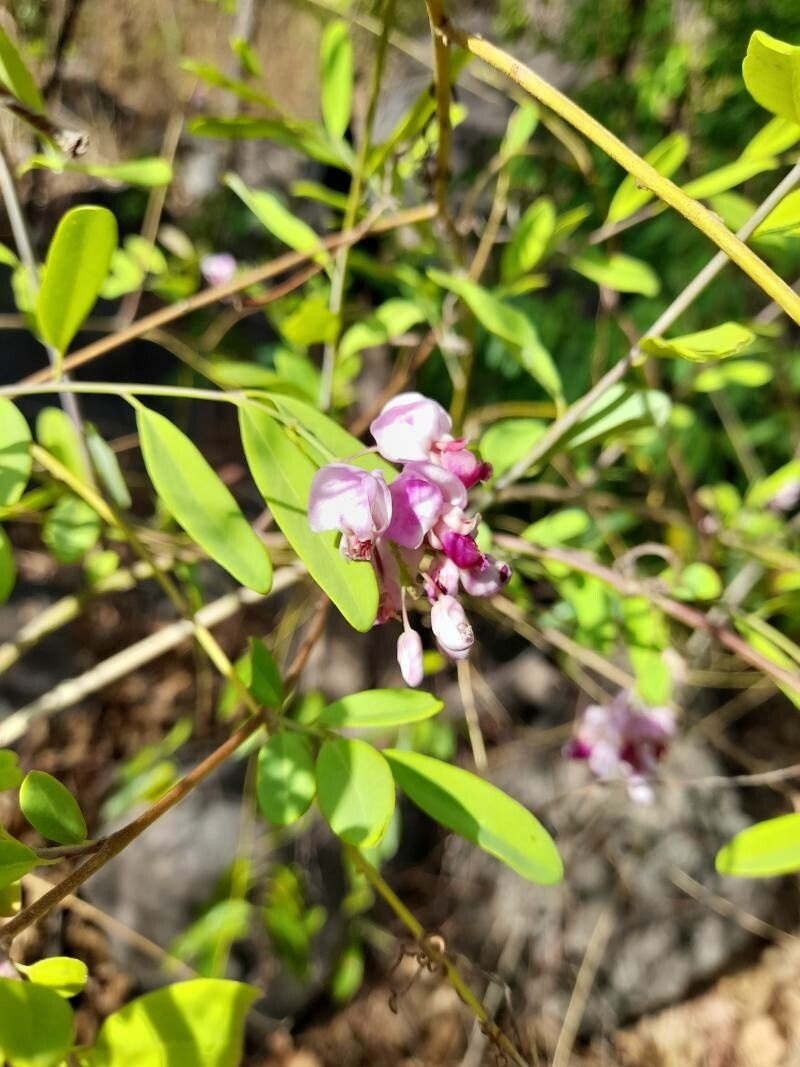 Securidaca longipedunculata flower
