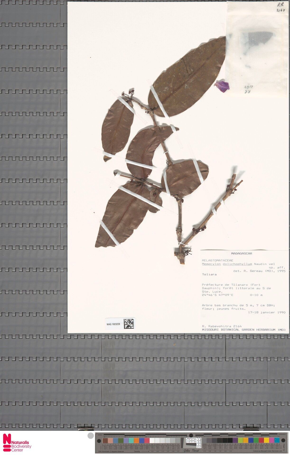 Memecylon dolichophyllum — houseplant care guide