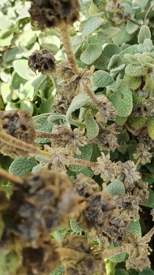 Ballota pseudodictamnus fruit