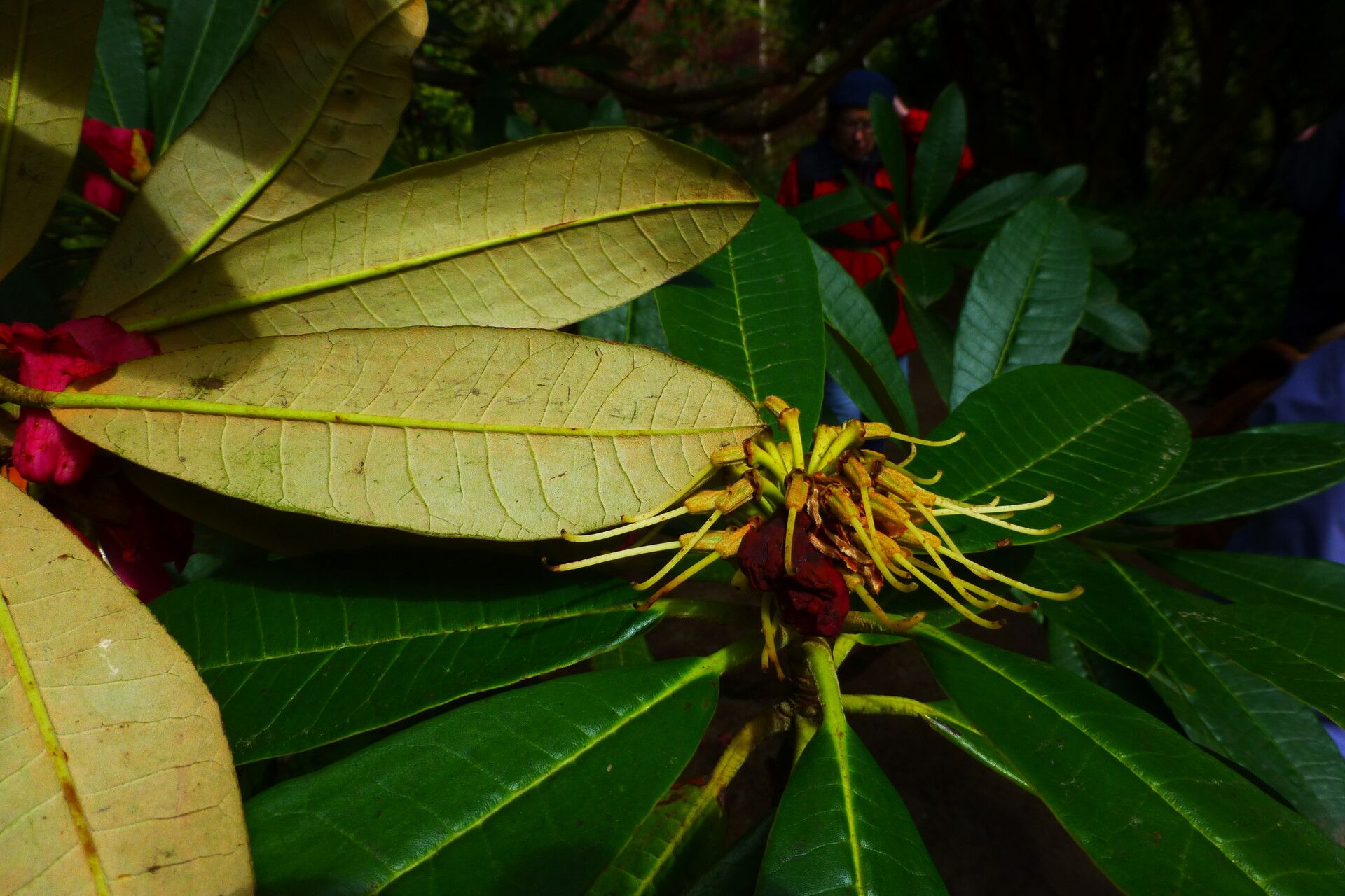 Rhododendron lanigerum leaf