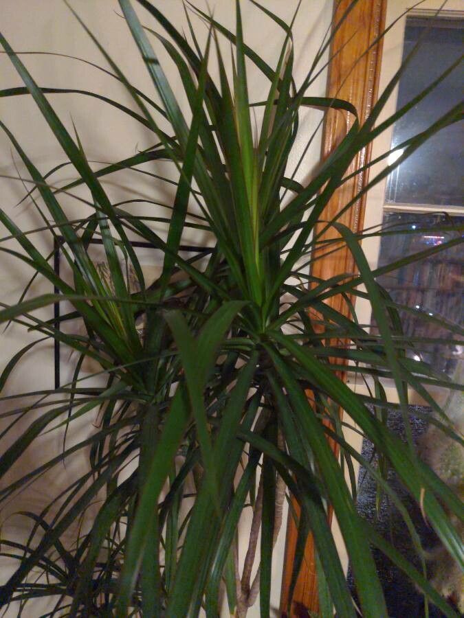 Dracaena marginata