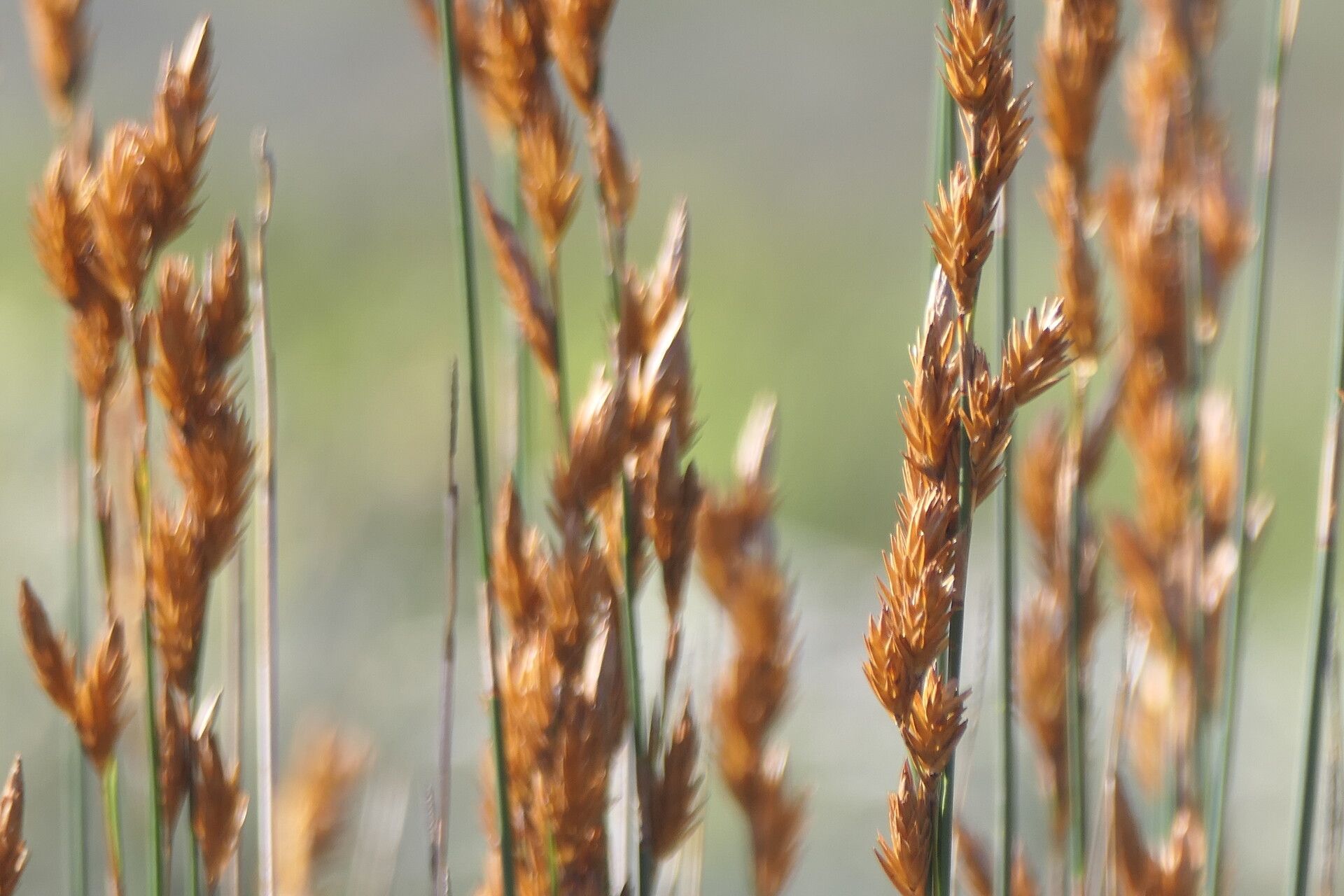 Thamnochortus insignis flower