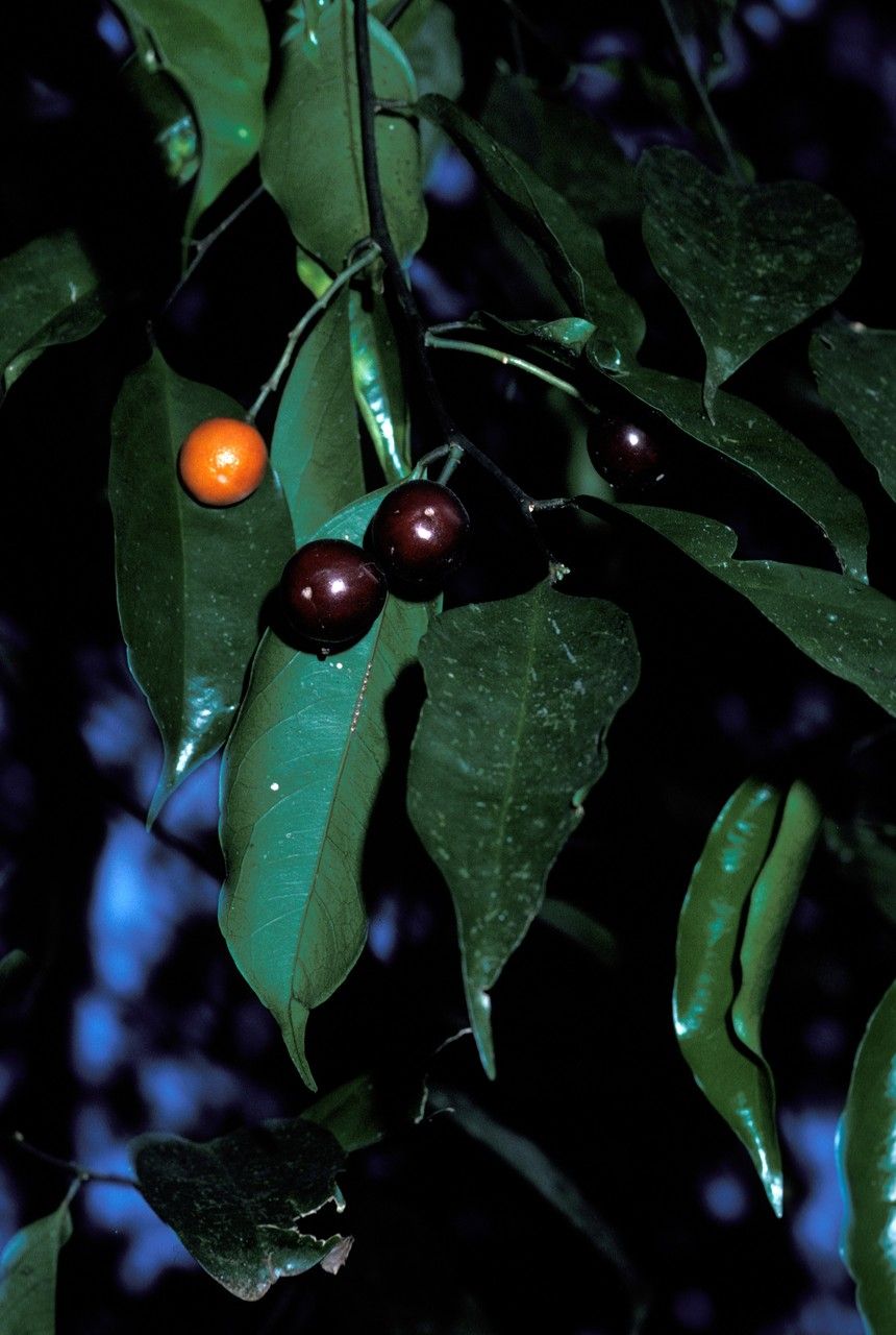 Xanthophyllum ecarinatum — search result for 'Polygalaceae'