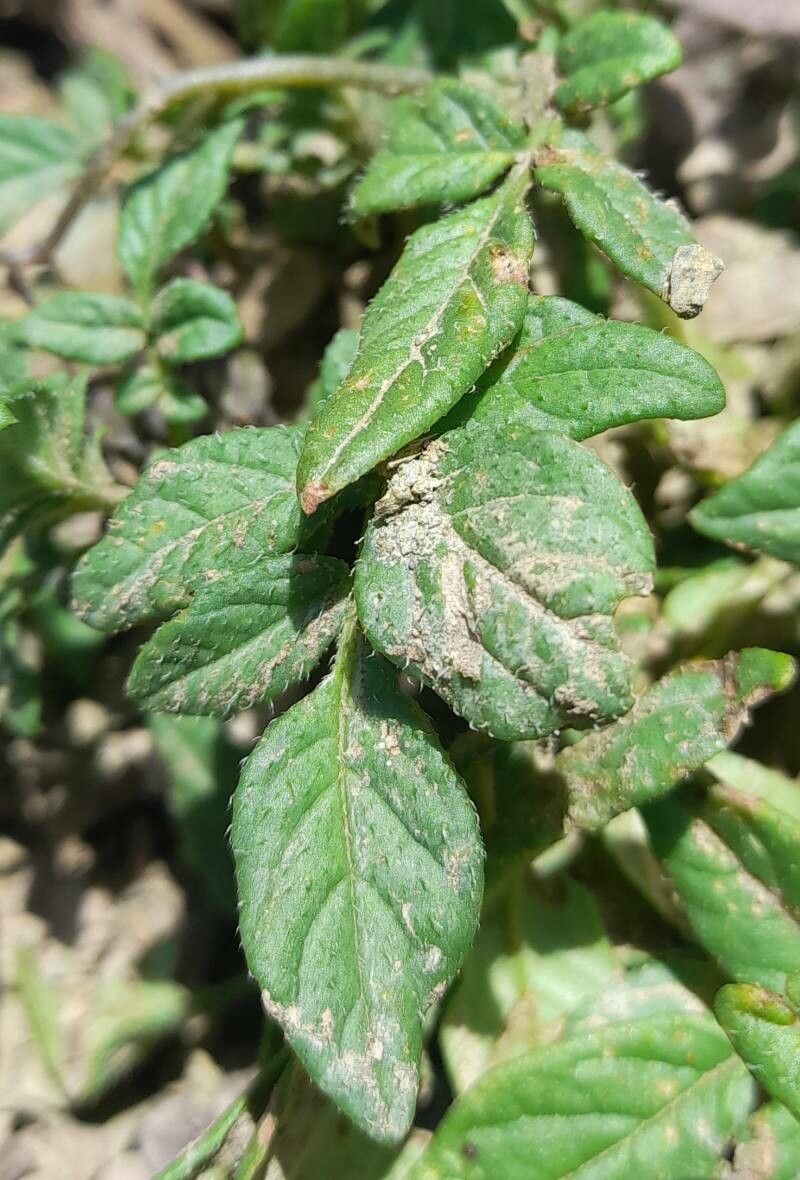 Solanum neorossii leaf
