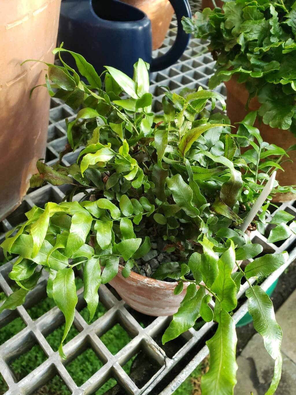 Arthropteris tenella habit