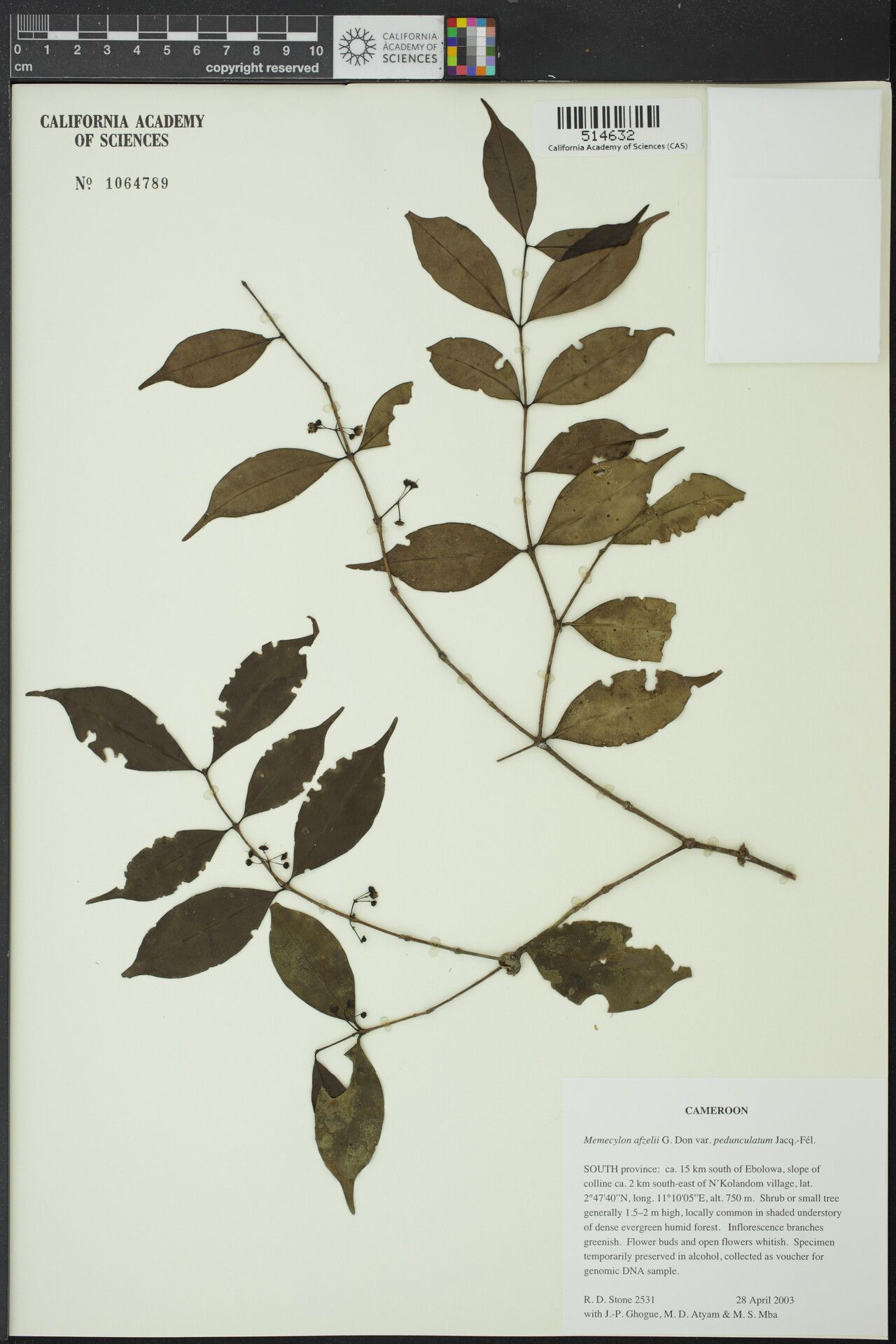 Memecylon hyleastrum — houseplant care guide