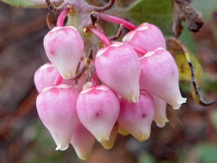 Arctostaphylos patula flower