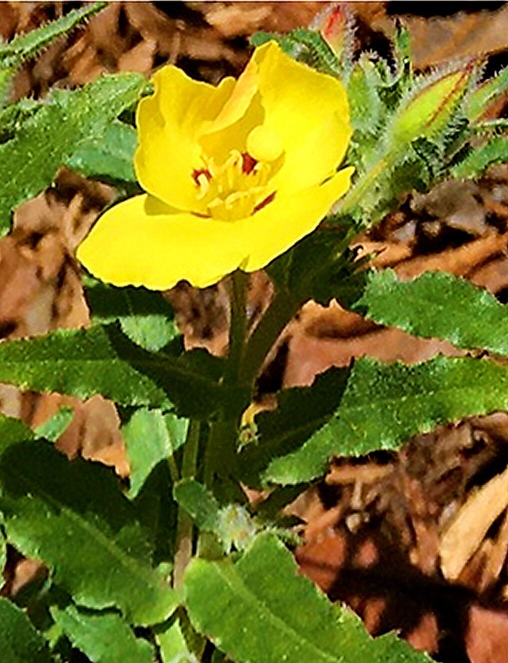 Camissoniopsis bistorta — search result for 'Perennial or annual herb'