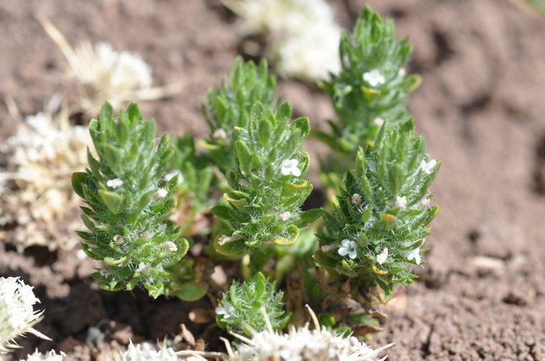 Pogogyne floribunda habit