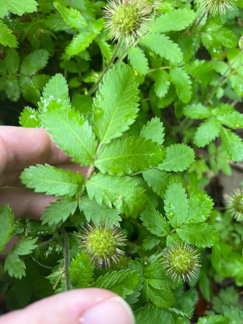 Acaena ovalifolia — houseplant care guide