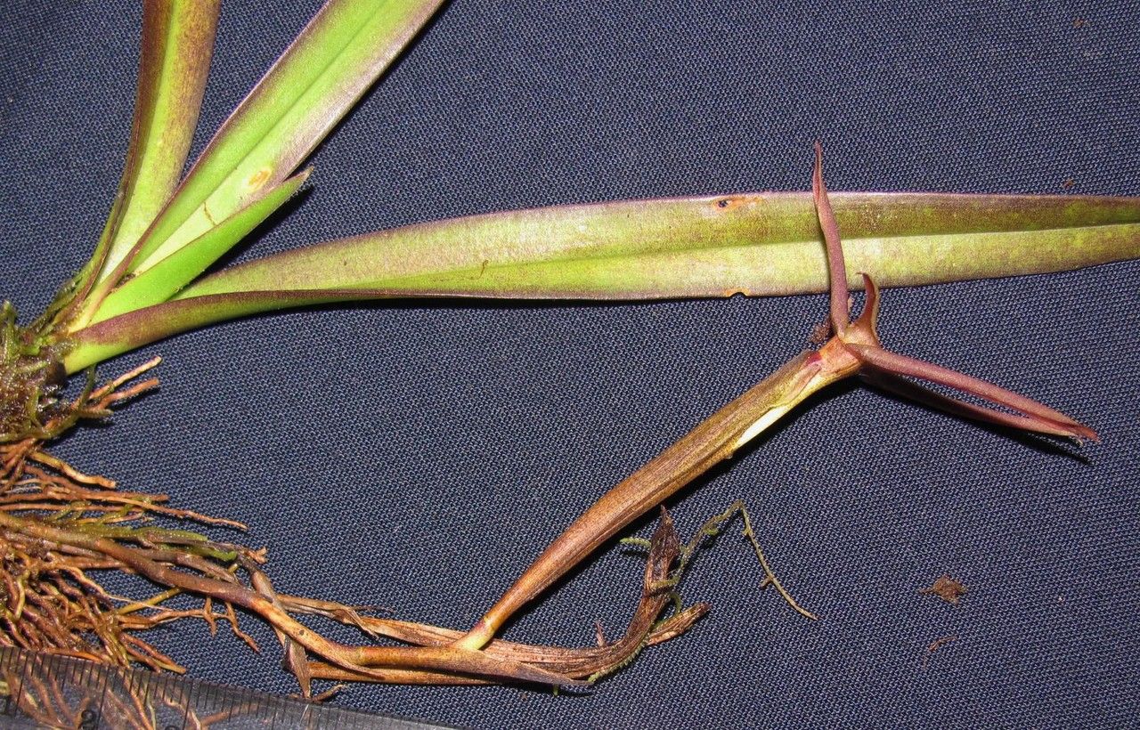 Cryptocentrum latifolium fruit