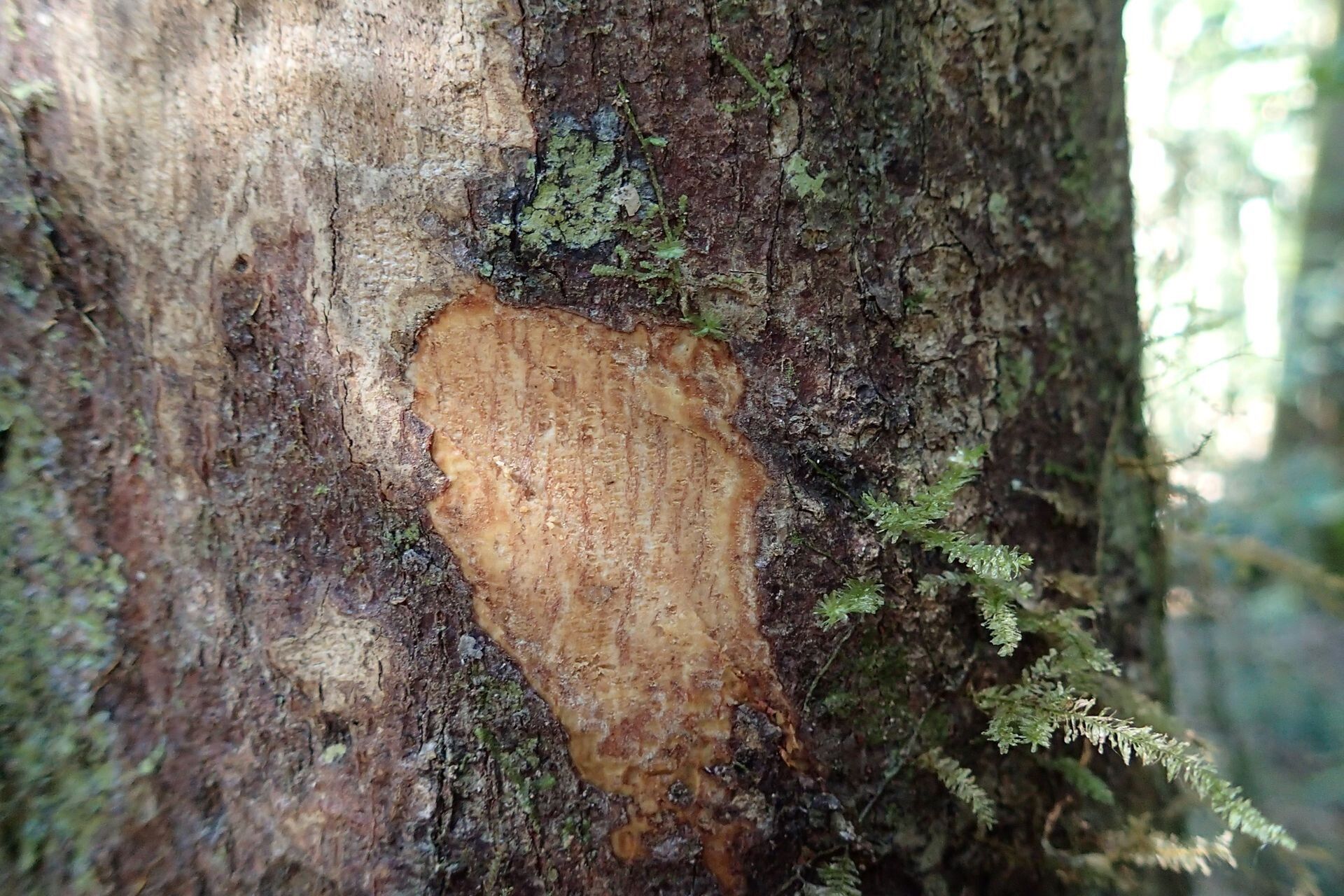 Cryptocarya odorata bark