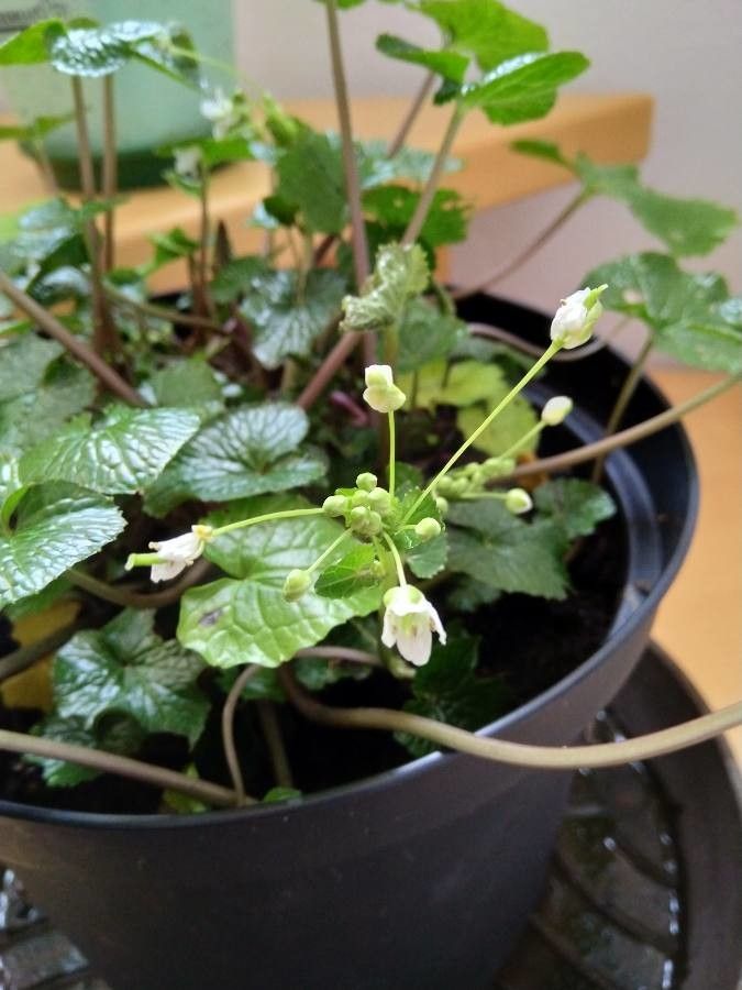 Eutrema japonicum flower