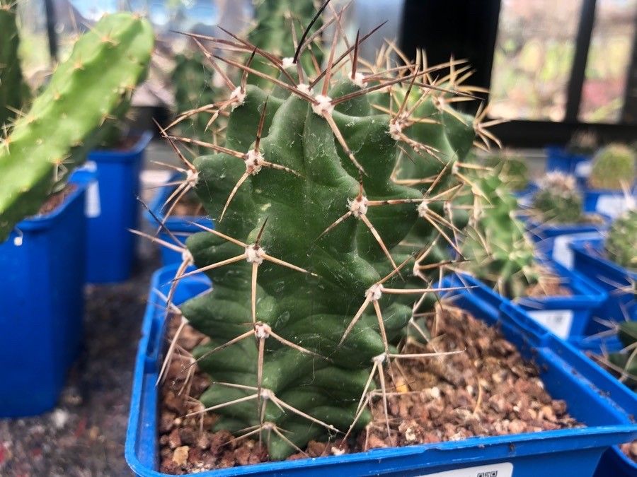 Echinocereus triglochidiatus — plants for gifts houseplant