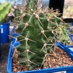 Echinocereus triglochidiatus