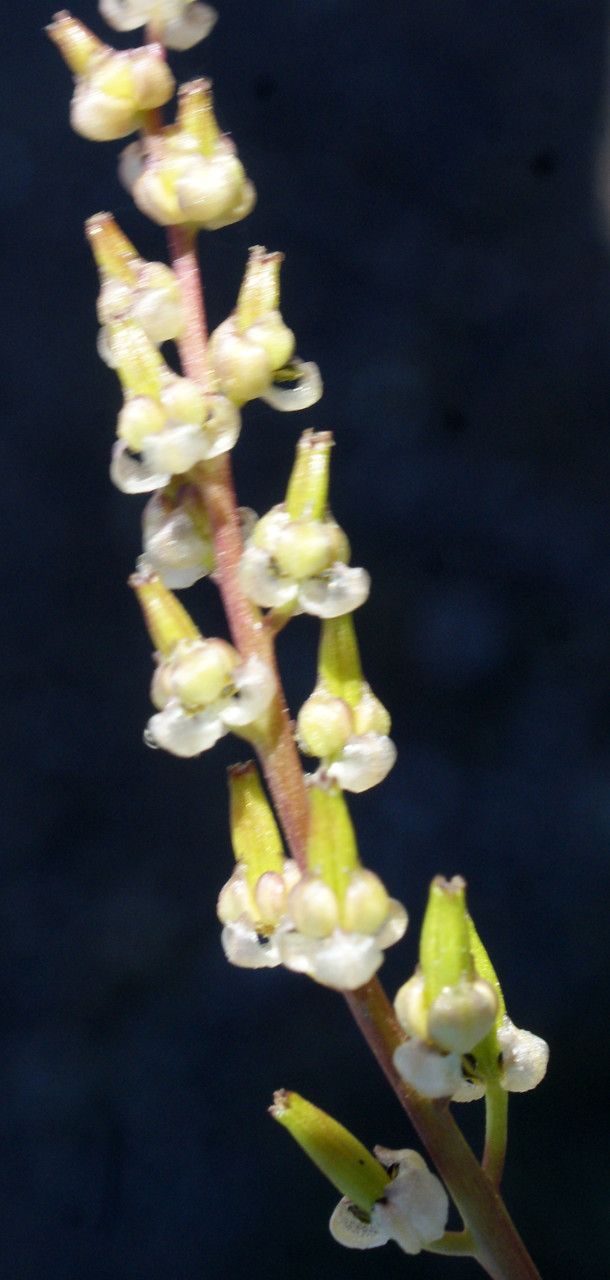 Triglochin bulbosa — related species from the same genus