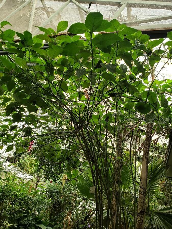 Odontonema callistachyum habit