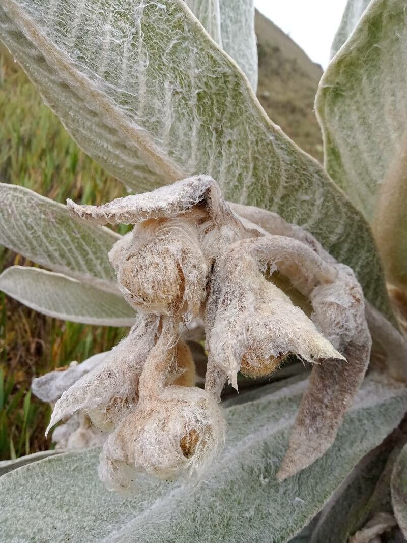 Espeletia paipana flower