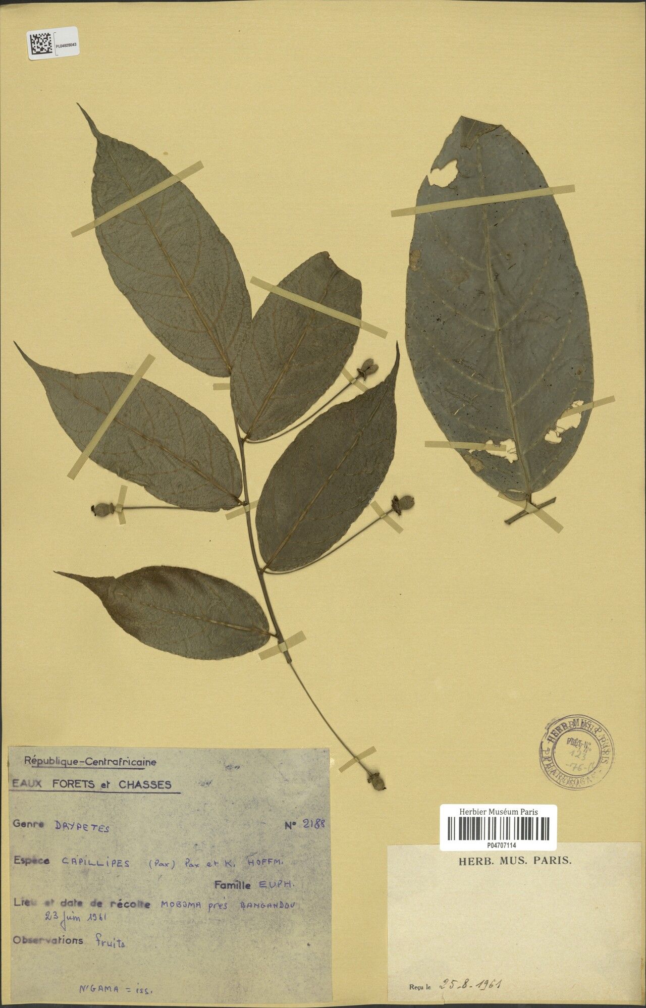 Drypetes capillipes — houseplant care guide