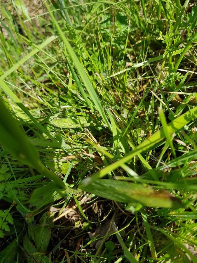 Orchis mascula x Orchis militaris leaf