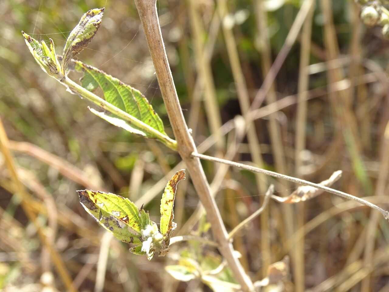 Lippia chevalieri — search result for 'Lippia'