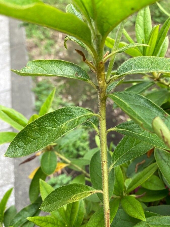 Rhododendron × pulchrum bark