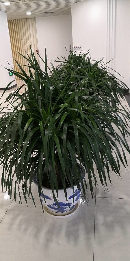 Dracaena cochinchinensis habit