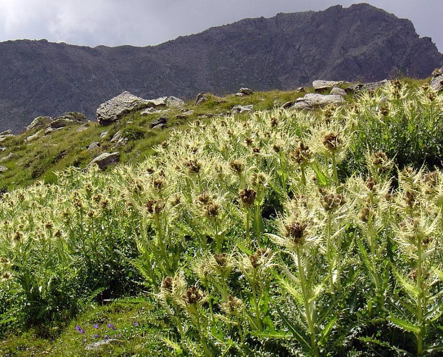 Cirsium spinosissimum flower