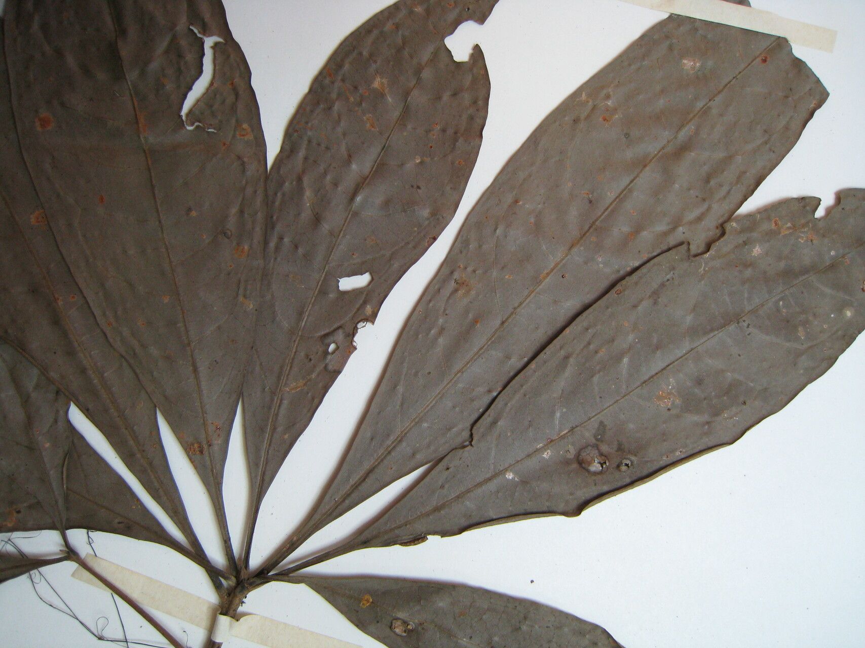 Aniba guianensis other