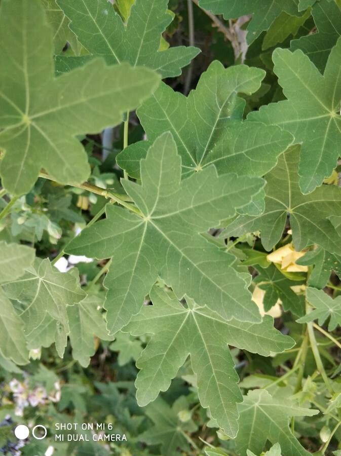 Iliamna rivularis — search result for 'Malvaceae'