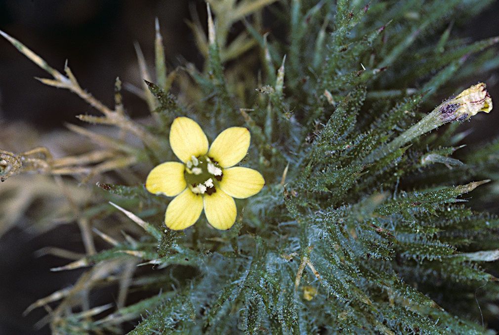 Navarretia nigelliformis habit