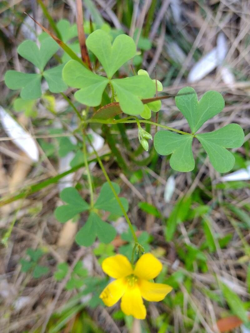Oxalis exilis leaf
