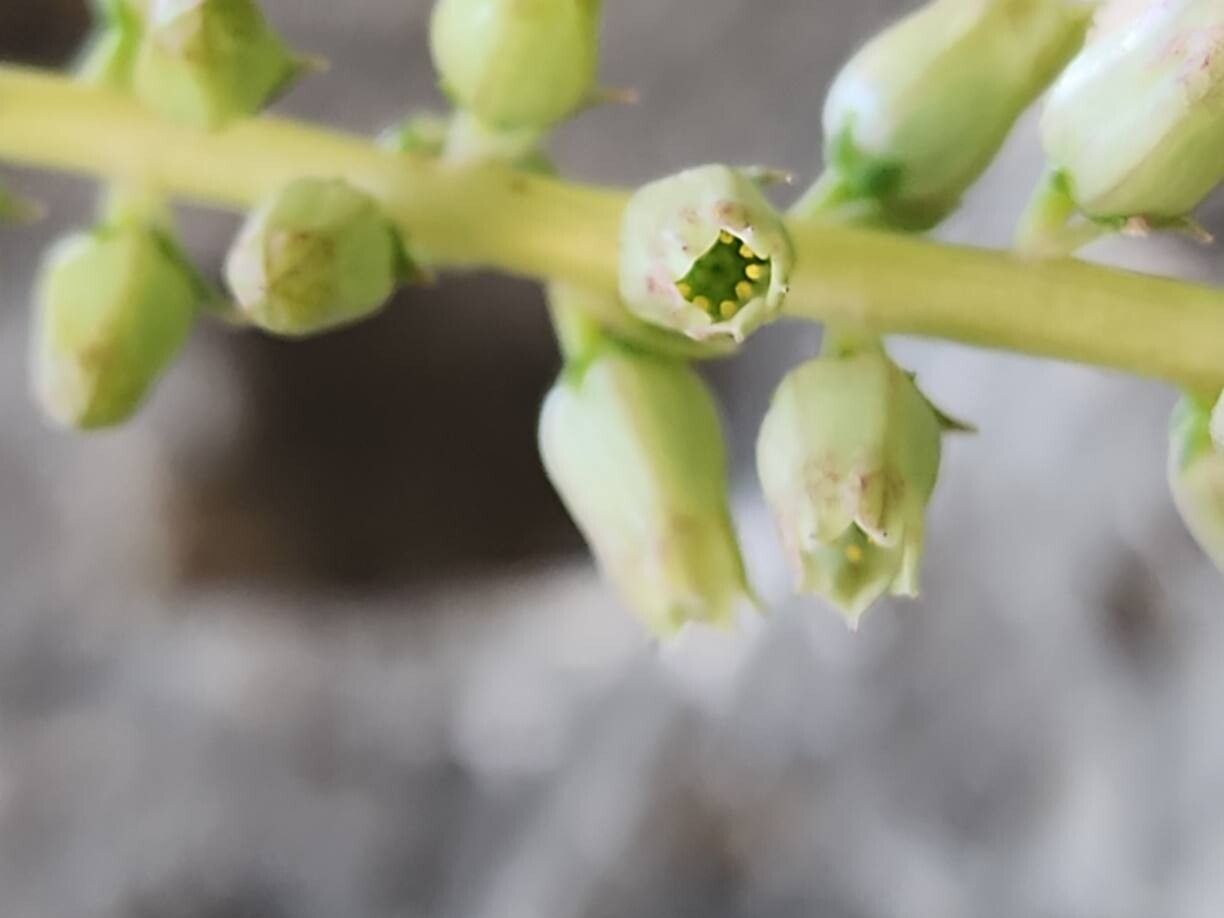 Umbilicus intermedius flower